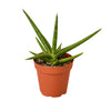 Snake 'Stuckii' - 4 Pot