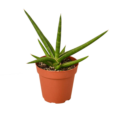 Snake 'Stuckii' - 4 Pot