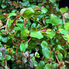 Grower's Choice High Light Plants (6 Bunches)