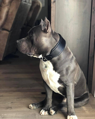 Plain Style Collar black