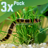 Kuhli Loach 3 Pack