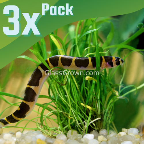 Kuhli Loach 3 Pack