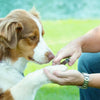 Coastal Pet Safari Professional Guillotine Dog Nail Trimmer