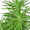 Succulent Senecio 'Himalayan' - 4 Pot