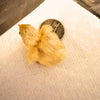Button Quail Eggs -Eggs for Hatching or Snakes