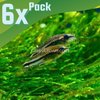 Pygmy Corydoras 6 Pack