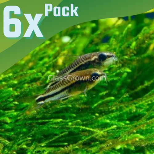 Pygmy Corydoras 6 Pack