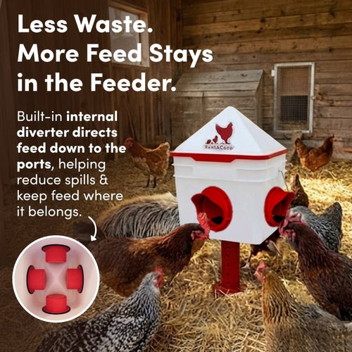 RentACoop Chick2Chicken 10lb Feeder & 2 Gal Waterer Set