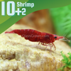 Red Cherry Dwarf Shrimp 10+ Pack