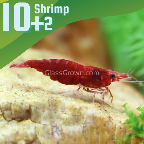 Red Cherry Dwarf Shrimp 10+ Pack