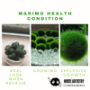 5cm-6cm-7cm Large Moss Balls Huge Giant Series: Kokedama Large Moss Ball for Betta Fish Aquarium Plants Marimo Petco