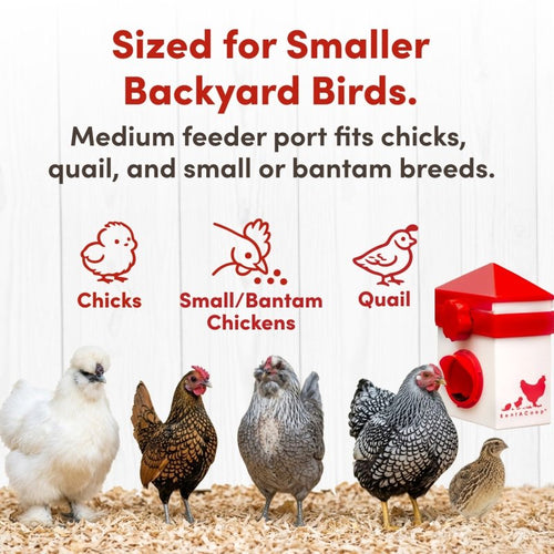 RentACoop Chick2Chicken 2.5lb BPA-Free Single-Port Feeder