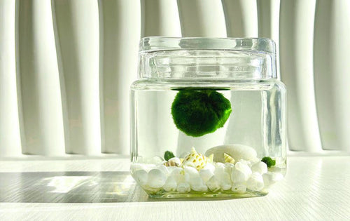Marimo Moss Ball Aquarium Glass Terrarium Designer 4.5 Home Decor and Office Decor