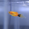 Mickey Mouse Platy 6 Pack