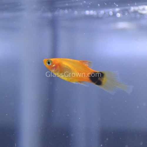 Mickey Mouse Platy 6 Pack
