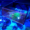 Top Down Viewer Zoa - 8 panel