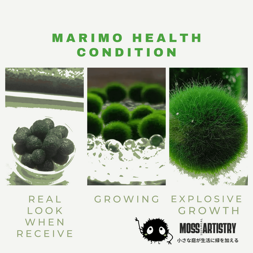 Large Marimo Moss Ball 1 pc 4-5cm LIVE Marimo Moss Ball Pet - Japanese Algae Ball