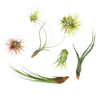 7 Air Plant Variety Pack - Tillandsias