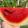 Red Wiggler Composting Worms For Sale - Pure (SC)