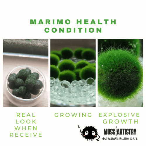 Live Marimo Moss Ball Aquarium 6PCS Set Kokedama Ball for 20 Gallon Aquarium