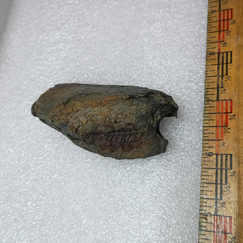 Mazon Creek Fern and Stick Fossils #9-039