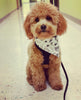 Adventure Dog Bandana