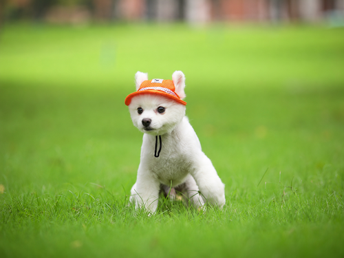 Colorful Mesh Breathable Pet Sun Hat with Ear Holes