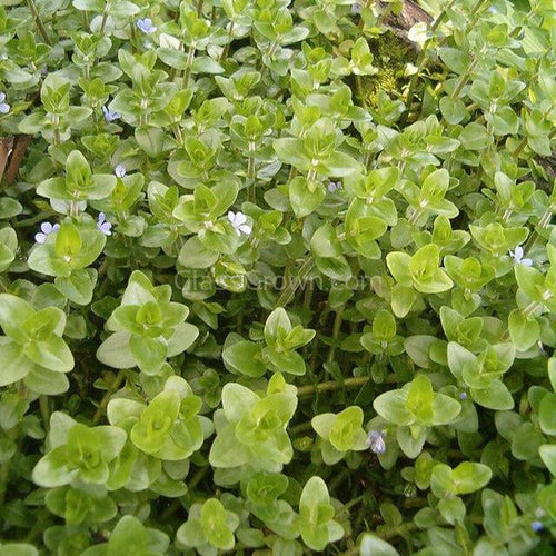 Bunch Lemon Bacopa Caroliniana
