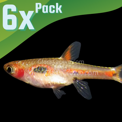 Phoenix Rasboras 6 Pack