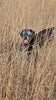 Doggles Dog Goggles Sunglasses