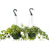 2 English Ivy Variety Pack - 6 Hanging Pot