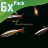 White Cloud Mountain Minnows 6 Pack