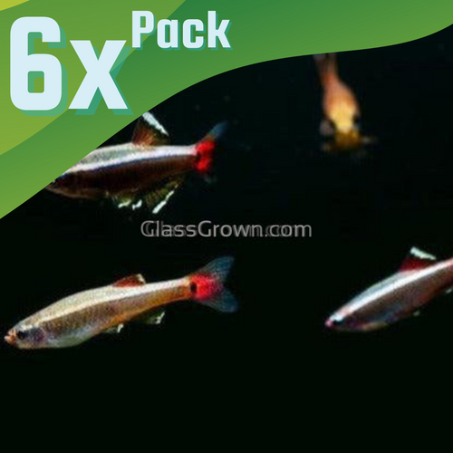 White Cloud Mountain Minnows 6 Pack