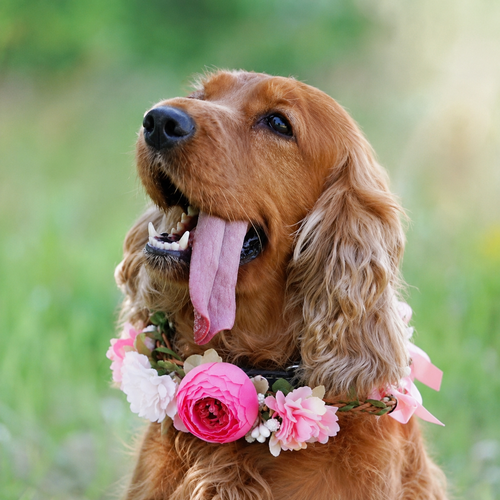 Pet Floral Crown Headpiece Bride Wedding