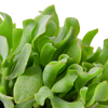 Ripple Jade Succulent