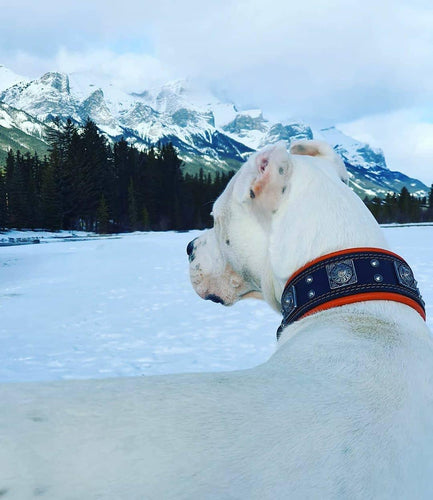 The Eros collar 2.5 inch wide black & red