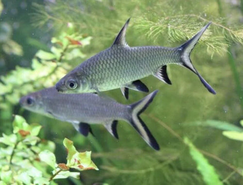 Tri Color Shark