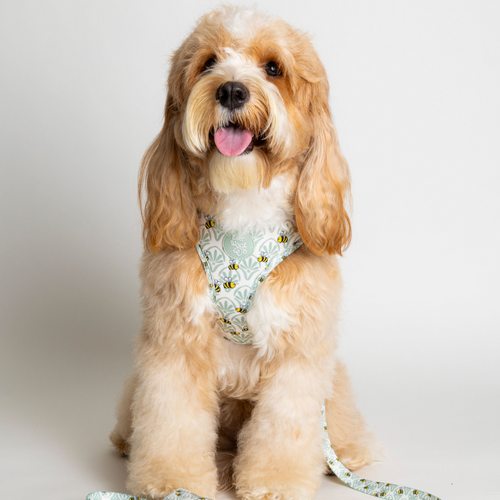 Little Honey Adjustable Harness