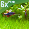Celestial Pearl Danios (Galaxy Rasboras) 6 Pack