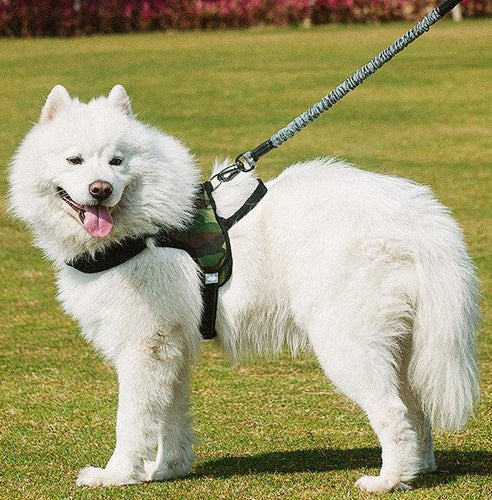 Strong Bungee Elastic Dog Leash