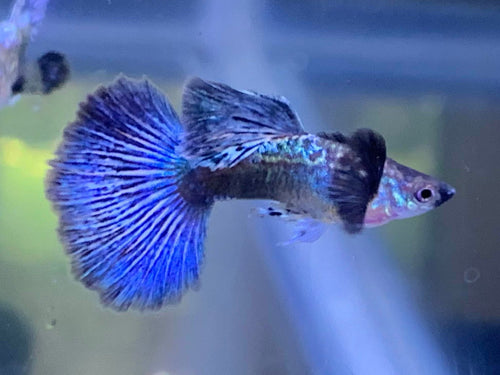 Blue Dragon Guppy