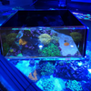Top Down Viewer Zoa - 8 panel