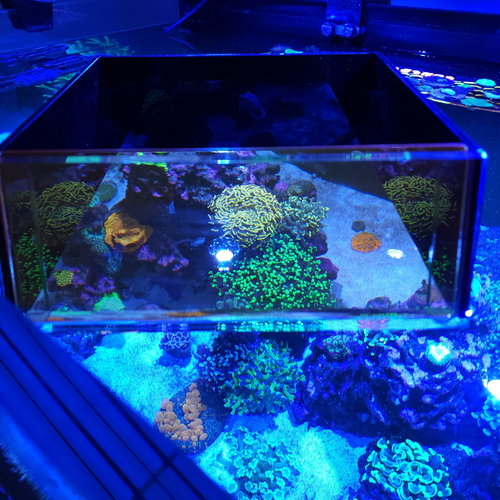 Top Down Viewer Zoa - 8 panel