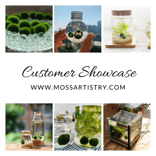 Large Marimo Moss Ball 1 pc 4-5cm LIVE Marimo Moss Ball Pet - Japanese Algae Ball