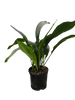 Aspidistra 'Cast Iron'