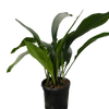 Aspidistra 'Cast Iron'