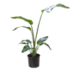 White Bird of Paradise 'Strelitzia Nicolai'