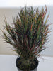 Croton 'Picasso'