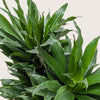 Dracaena 'Janet Craig'