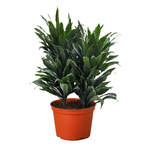 Dracaena 'Janet Craig'